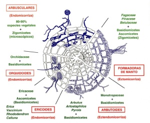 Tipos de micorrizas