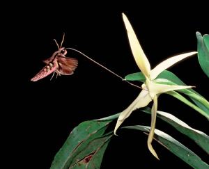 Xanthopan morganii praedicta libando néctar de su orquídea Angraecum sesquipedale. Foto: Minden Pictures/Superstock